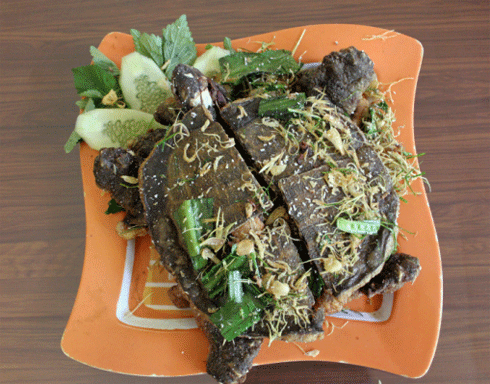 Thưởng thức ba ba kiểu Việt