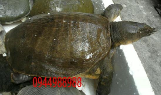 Ba ba trơn loại 1kg