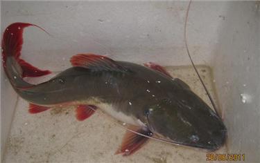 Cá lăng