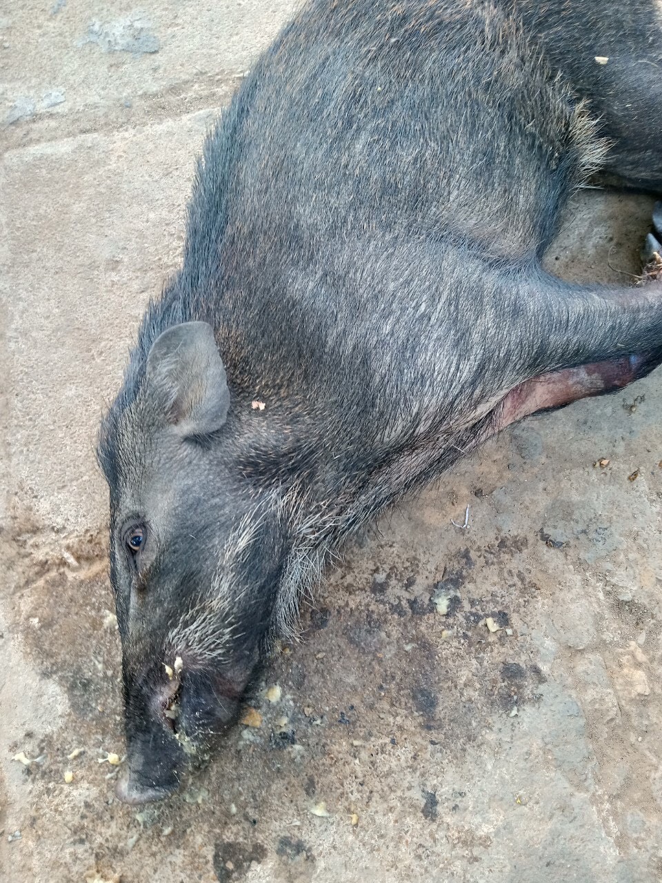 Lợn Rừng nuôi