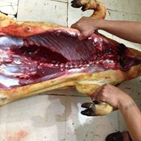 Lợn Rừng móc hàm