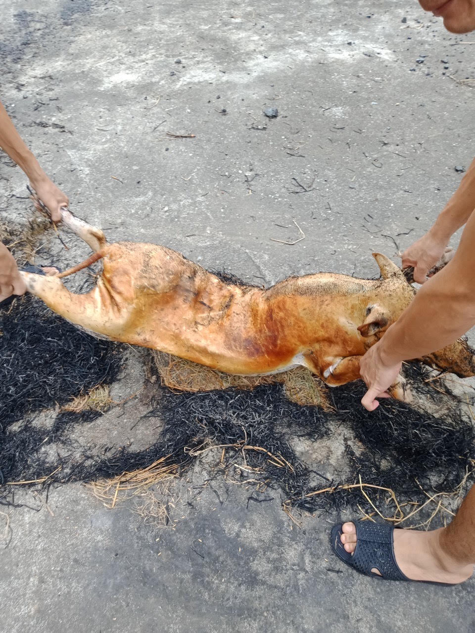 Lợn Mán móc hàm